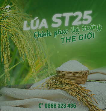 Hạt giống lúa và cây trồng