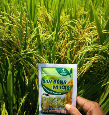 Hạt giống lúa năng xuất 