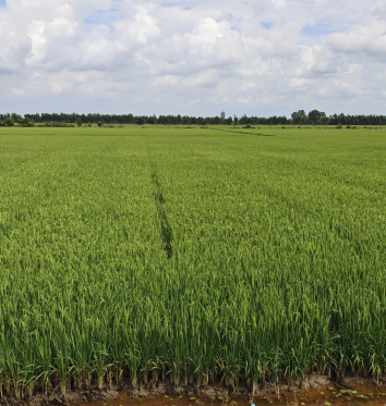 CÁNH ĐỒNG LÚA NẾP SỬ DỤNG SẢN PHẨM BIOAGRITECH 