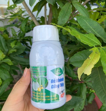 LÚA ANH CHÍN - KIẾN TƯỜNG LONG AN 