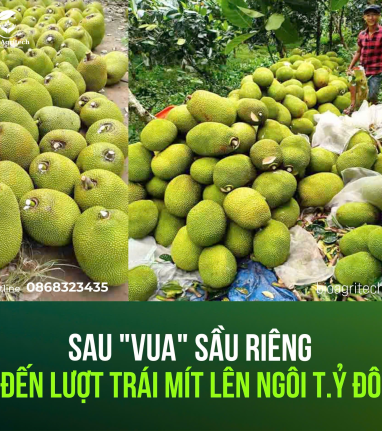 SAU 