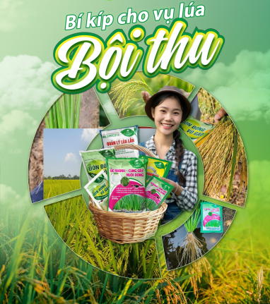 BÍ KÍP ĐEM LẠI MÙA VỤ BỘI THU 