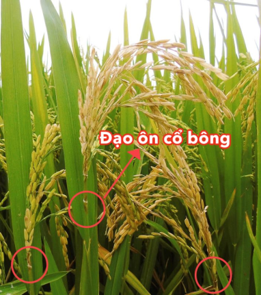 BỆNH ĐẠO ÔN Ở CÂY LÚA VÀ GIẢI PHÁP KHẮC PHỤC