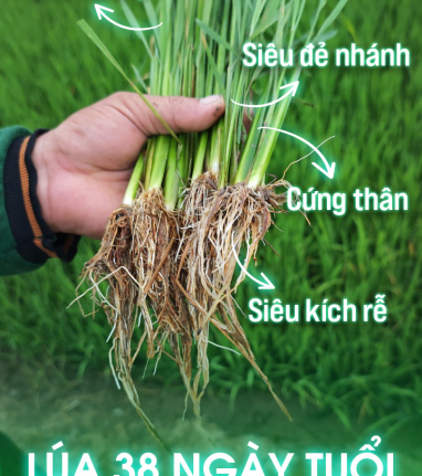 LÚA NGHẸT RỄ 