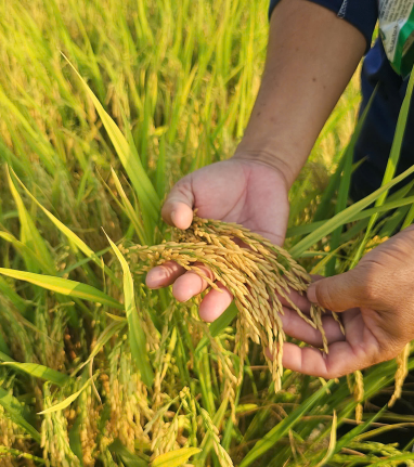 THĂM LÚA ANH TÝ (ẤP ĐẦU SẤU, TUYÊN BÌNH TÂY, VĨNH HƯNG, LONG AN )