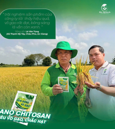 VÔ GẠO NHANH – HẠT CHẮC – NĂNG SUẤT TĂNG THẤY RÕ!