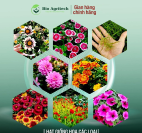 [FREESHIP]Hạt giống Hoa Trồng Chậu, mùa vụ quanh năm, nhiều màu sắc, nhiều kích thước
